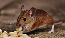 24 Hour & Emergency Exterminators in Amherst, MA